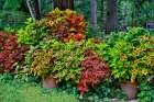 USA, Washington State, Sammamish. Coleus in planters in garden Art Print